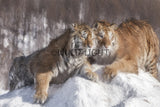 Siberian Tigers Enjoying the Snow in Northeast China! 39720