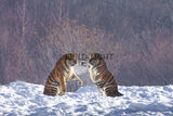 Siberian Tigers Playing Near Hailin Northeast China! 25538 Tiger Art
