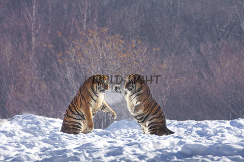 Siberian Tigers Playing Near Hailin Northeast China! 25538 Tiger Art