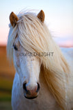 Southern Iceland Horse Posing for the Camera! 22206 Horse Wall Art
