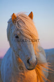 Beautiful Horse Enjoying The Sunset In Southern Iceland! 22212