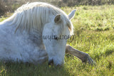 Beautiful White Horse Eating Grass in Provence, France 37452 Horse Art