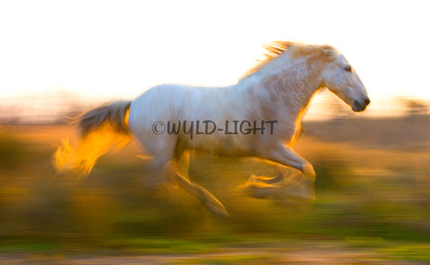 Beautiful Horse of Camargue Caught Running in Provence, France MS-9553