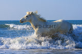 White Horses of the Camargue, Provence, France! MS-9386 Horse Wall Art