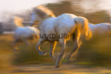 White Horses of the Camargue, France at Sunset! MS-9277 Horse Wall Art