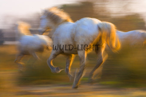 White Horses of the Camargue, France at Sunset! MS-9277 Horse Wall Art