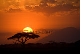 Beautiful Sunrise Masai Mara National Park, Kenya! 11197 Sunrise Art
