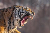 Siberian Tiger Letting You Know Who's The Boss, Northeast China! 25524